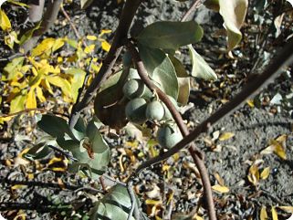 Silverberry branches