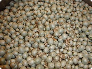 picked silverberries